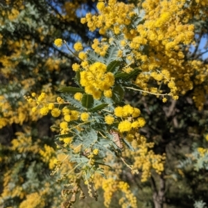 Acacia baileyana at Downer, ACT - 10 Sep 2021 08:28 AM