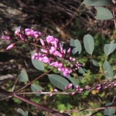 Indigofera australis subsp. australis (Australian Indigo) at Chisholm, ACT - 15 Sep 2021 by MichaelBedingfield