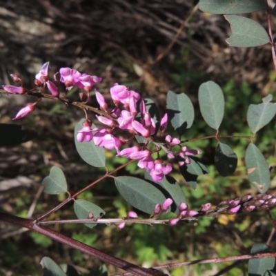 Indigofera australis subsp. australis (Australian Indigo) at Chisholm, ACT - 15 Sep 2021 by michaelb