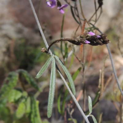 Glycine clandestina (Twining Glycine) at Tennent, ACT - 1 Sep 2021 by MichaelBedingfield