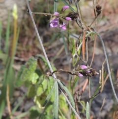 Glycine clandestina at Tennent, ACT - 1 Sep 2021