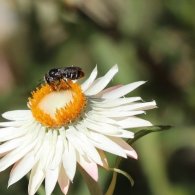 Lipotriches (Austronomia) ferricauda (Halictid bee) at Acton, ACT - 4 Mar 2021 by Tammy