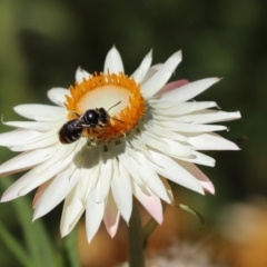 Lipotriches (Austronomia) ferricauda at Acton, ACT - 5 Mar 2021