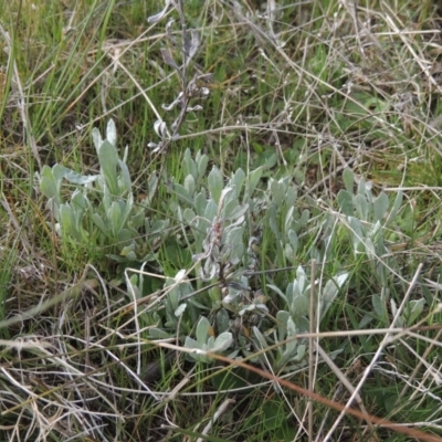 Chrysocephalum apiculatum (Common Everlasting) at Tuggeranong Hill - 17 Sep 2021 by michaelb