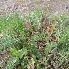 Acaena sp. (A Sheep's Burr) at Conder, ACT - 17 Sep 2021 by michaelb