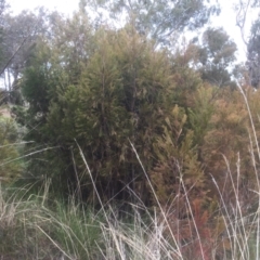 Exocarpos cupressiformis (Cherry Ballart) at Gossan Hill - 17 Sep 2021 by jgiacon