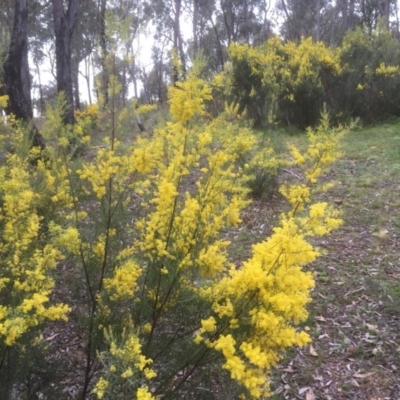 Acacia boormanii (Snowy River Wattle) at Bruce, ACT - 17 Sep 2021 by JohnGiacon