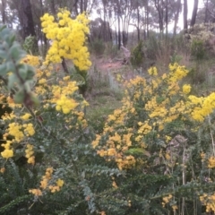 Acacia vestita (Hairy Wattle) at Bruce Ridge to Gossan Hill - 17 Sep 2021 by JohnGiacon