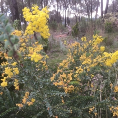 Acacia vestita (Hairy Wattle) at Gossan Hill - 17 Sep 2021 by jgiacon