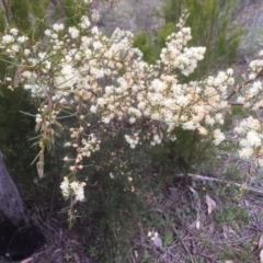 Acacia genistifolia (Early Wattle) at Bruce Ridge to Gossan Hill - 17 Sep 2021 by jgiacon