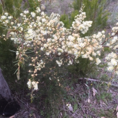 Acacia genistifolia (Early Wattle) at Bruce, ACT - 17 Sep 2021 by JohnGiacon