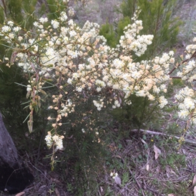 Acacia genistifolia (Early Wattle) at Gossan Hill - 17 Sep 2021 by jgiacon