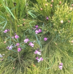 Glycine clandestina (Twining Glycine) at Bruce, ACT - 17 Sep 2021 by jgiacon