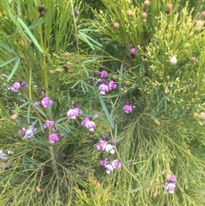 Glycine clandestina at Bruce, ACT - 17 Sep 2021 04:54 PM