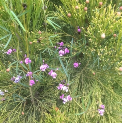 Glycine clandestina (Twining Glycine) at Bruce, ACT - 17 Sep 2021 by JohnGiacon