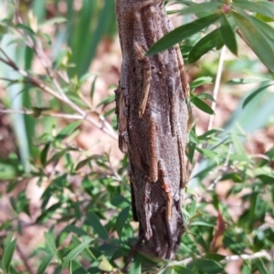 Metura elongatus at Downer, ACT - 19 Sep 2021