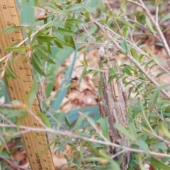 Metura elongatus at Downer, ACT - 19 Sep 2021