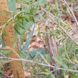 Metura elongatus at Downer, ACT - 19 Sep 2021