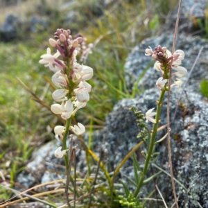 Stackhousia monogyna at Jeir, NSW - 19 Sep 2021 10:55 AM