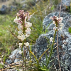 Stackhousia monogyna (Creamy Candles) at Jeir, NSW - 19 Sep 2021 by Curll