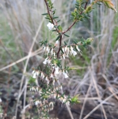 Leucopogon fletcheri subsp. brevisepalus (Twin Flower Beard-Heath) at Black Mountain - 18 Sep 2021 by Sarah2019
