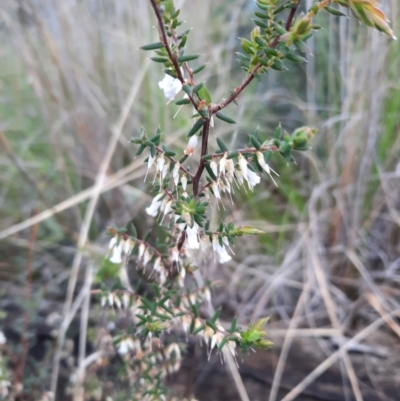 Leucopogon fletcheri subsp. brevisepalus (Twin Flower Beard-Heath) at Black Mountain - 18 Sep 2021 by Sarah2019