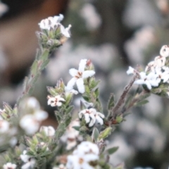 Leucopogon microphyllus var. pilibundus (Hairy Beard Heath) at Black Mountain - 18 Sep 2021 by Sarah2019