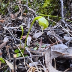 Pterostylis nutans (Nodding Greenhood) at Black Mountain - 18 Sep 2021 by Sarah2019