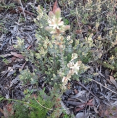 Brachyloma daphnoides (Daphne Heath) at Black Mountain - 18 Sep 2021 by Sarah2019