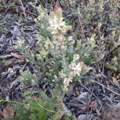 Brachyloma daphnoides (Daphne Heath) at Downer, ACT - 18 Sep 2021 by Sarah2019