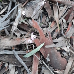 Caladenia fuscata (Dusky Fingers) at Acton, ACT - 18 Sep 2021 by Sarah2019