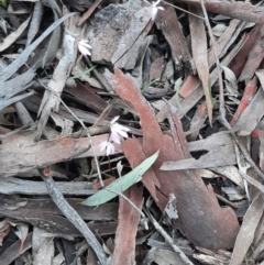 Caladenia fuscata (Dusky Fingers) at Black Mountain - 18 Sep 2021 by Sarah2019