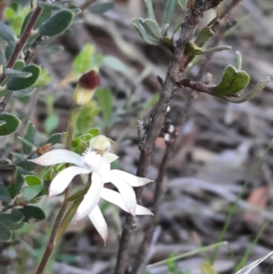 Caladenia ustulata at Acton, ACT - suppressed