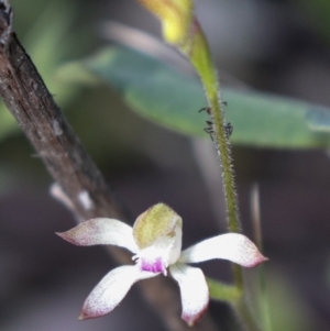 Caladenia ustulata at Acton, ACT - 18 Sep 2021