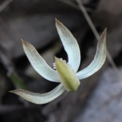 Caladenia ustulata at Acton, ACT - suppressed