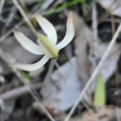 Caladenia ustulata at Acton, ACT - suppressed