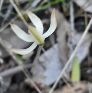 Caladenia ustulata at Acton, ACT - 18 Sep 2021