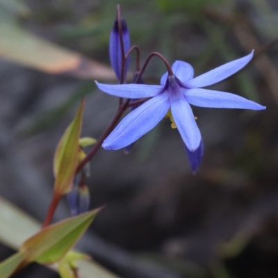 Stypandra glauca (Nodding Blue Lily) at Black Mountain - 18 Sep 2021 by Sarah2019