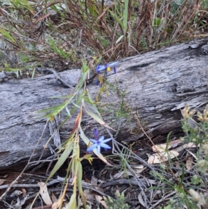 Stypandra glauca at Acton, ACT - 18 Sep 2021