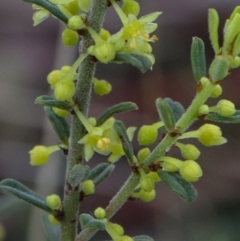 Phyllanthus occidentalis (Thyme Spurge) at Acton, ACT - 18 Sep 2021 by Sarah2019