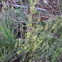 Phyllanthus occidentalis at Acton, ACT - 18 Sep 2021