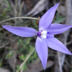 Glossodia major (Wax Lip Orchid) at Black Mountain - 18 Sep 2021 by Sarah2019