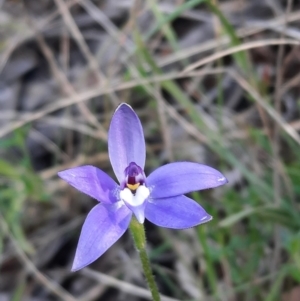 Glossodia major at Acton, ACT - 18 Sep 2021