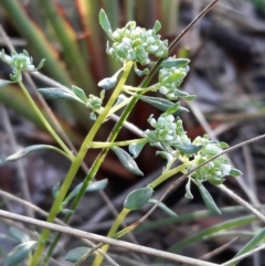 Poranthera microphylla (Small Poranthera) at Acton, ACT - 18 Sep 2021 by Sarah2019