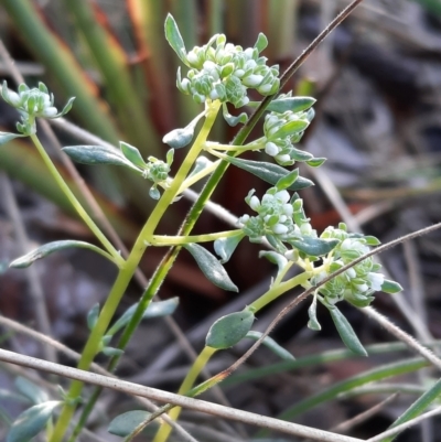 Poranthera microphylla (Small Poranthera) at Black Mountain - 18 Sep 2021 by Sarah2019