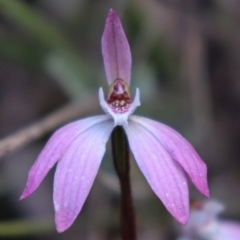 Caladenia fuscata (Dusky Fingers) at Black Mountain - 18 Sep 2021 by Sarah2019