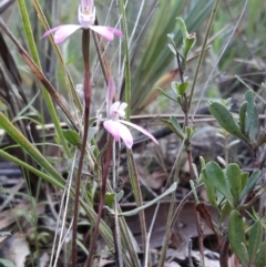 Caladenia fuscata at Acton, ACT - 18 Sep 2021