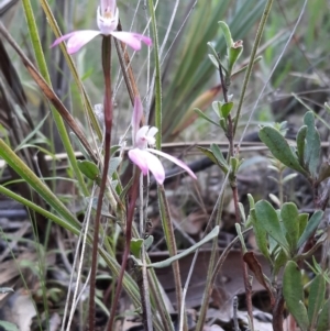 Caladenia fuscata at Acton, ACT - 18 Sep 2021