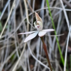 Caladenia fuscata (Dusky Fingers) at Acton, ACT - 18 Sep 2021 by Sarah2019