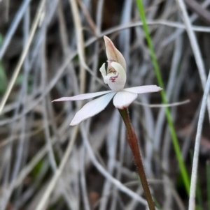 Caladenia fuscata at Acton, ACT - 18 Sep 2021